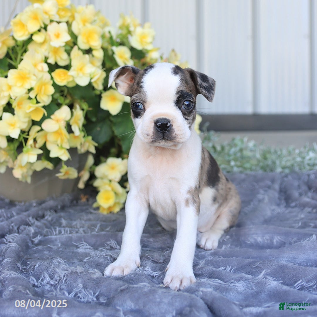 Boston Terrier dogs for sale: Herman - Image 5