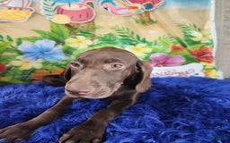 German Shorthaired Pointer dogs for sale: Novak - Image 3