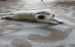 Labrador Retriever dogs for sale: Luna - Image 3