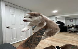 Siberian Husky dogs for sale: Munchie - Image 3