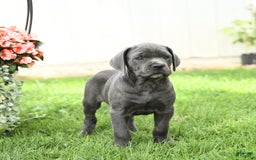 Cane Corso dogs for sale: Bronco - Image 3