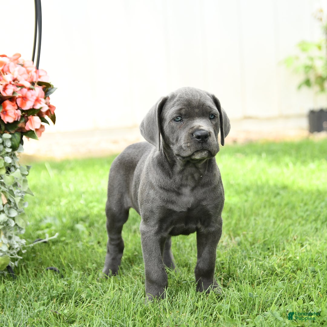 Cane Corso dogs for sale: Bronco - Image 3