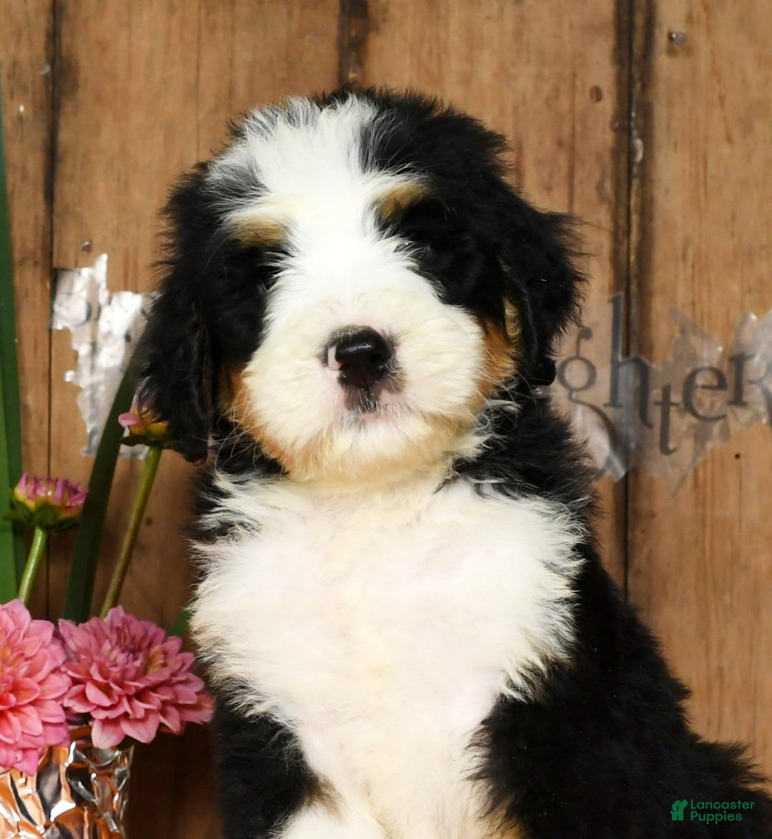 Bernedoodle dogs for sale: Dustin - Image 7