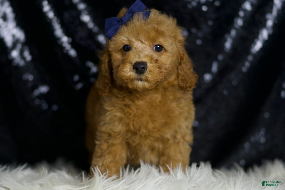 Miniature Poodle dogs for sale: Loki - Image 3