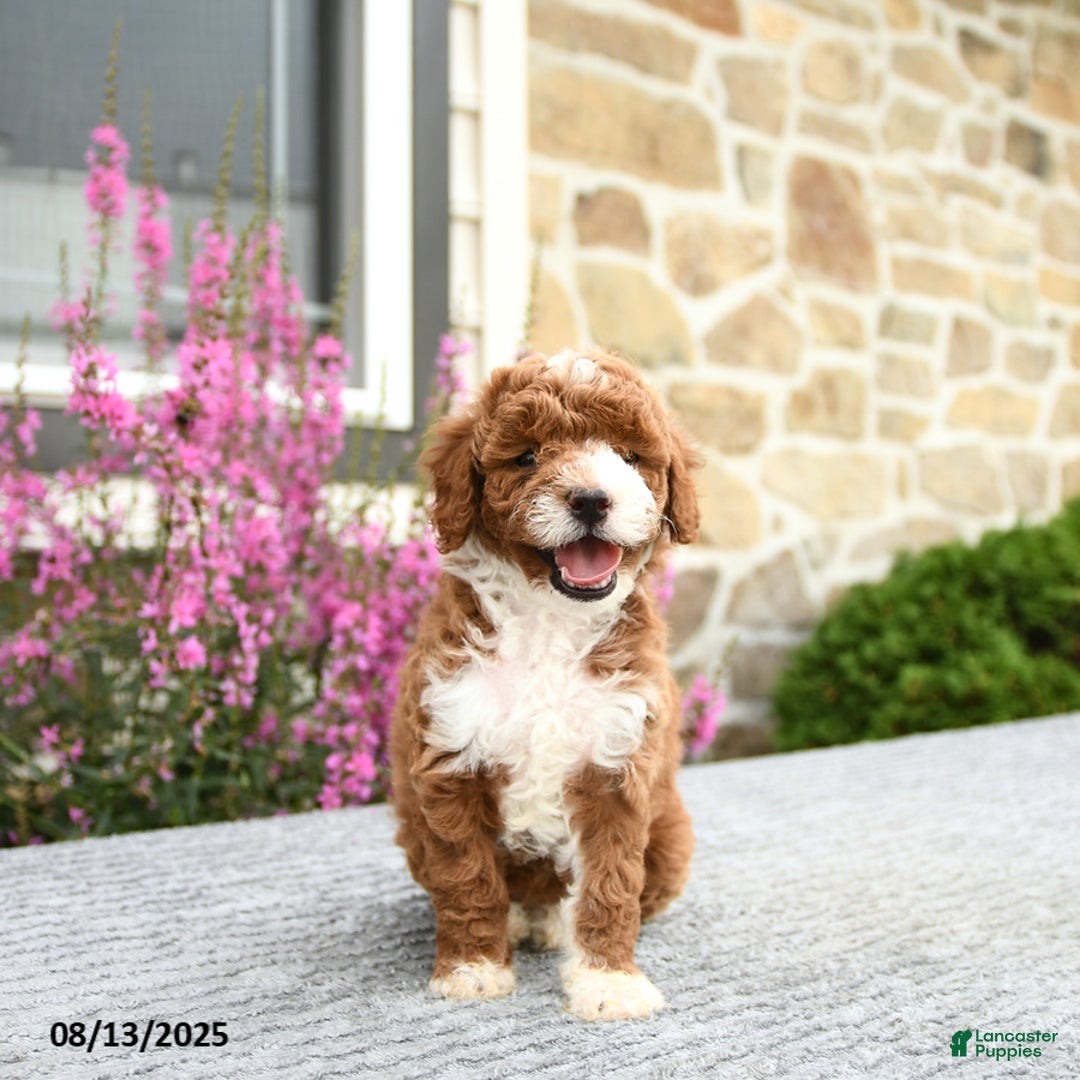 Mini Goldendoodle dogs for sale: Caroline - Image 3
