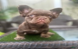 French Bulldog dogs for sale: Teddy - Image 2