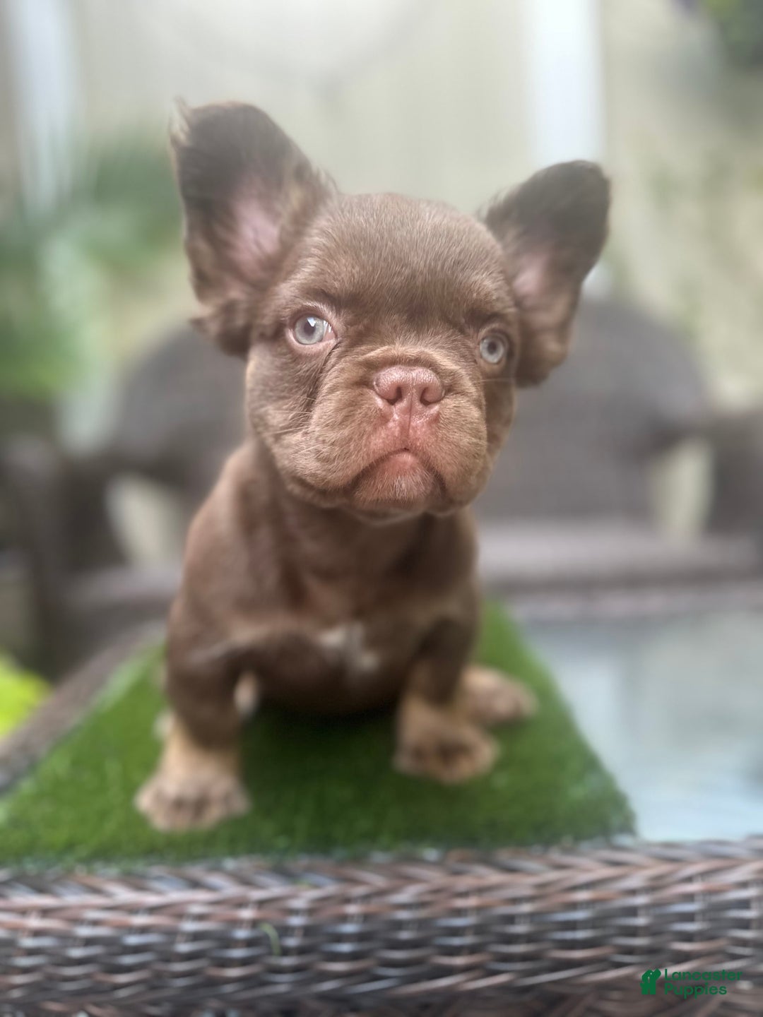 French Bulldog dogs for sale: Teddy - Image 2