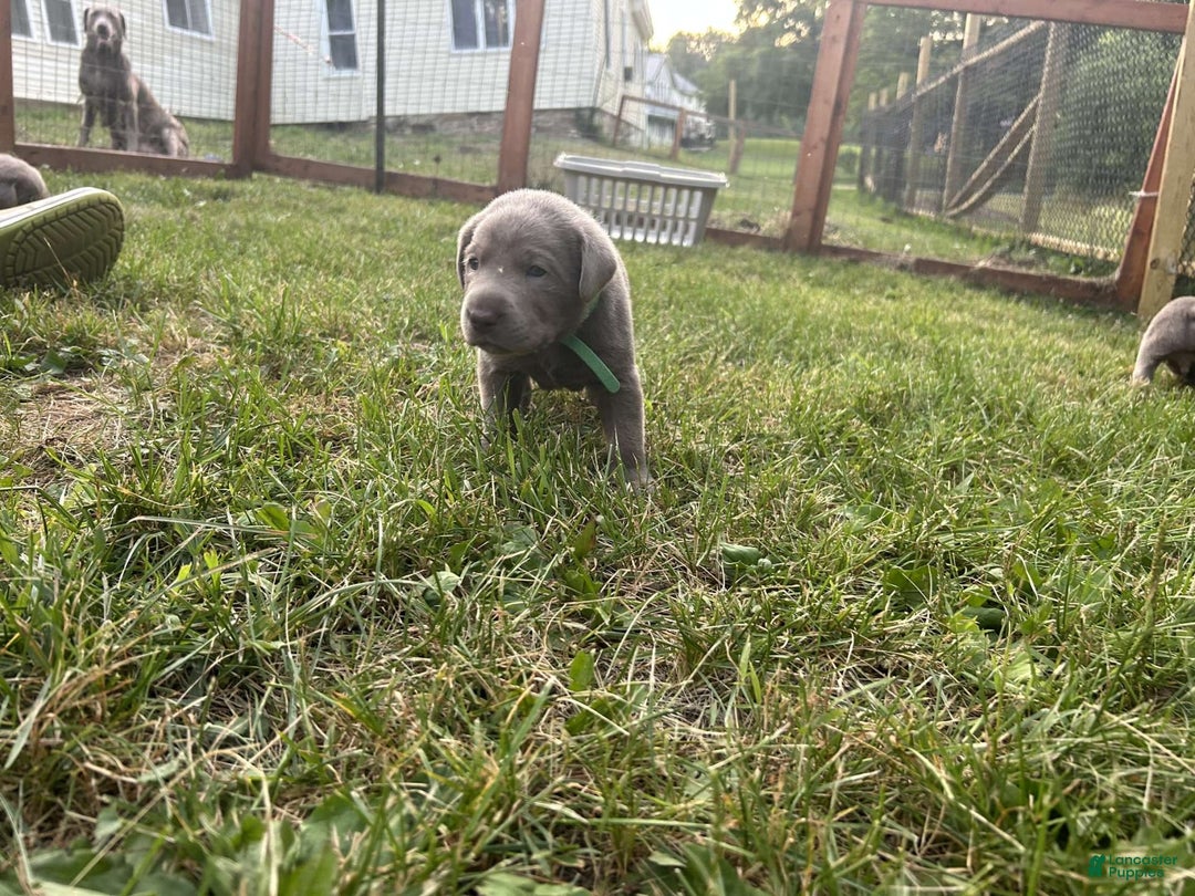 Labrador Retriever dogs for sale: Gator - Image 1