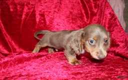 Miniature Dachshund dogs for sale: Bingo - Image 23
