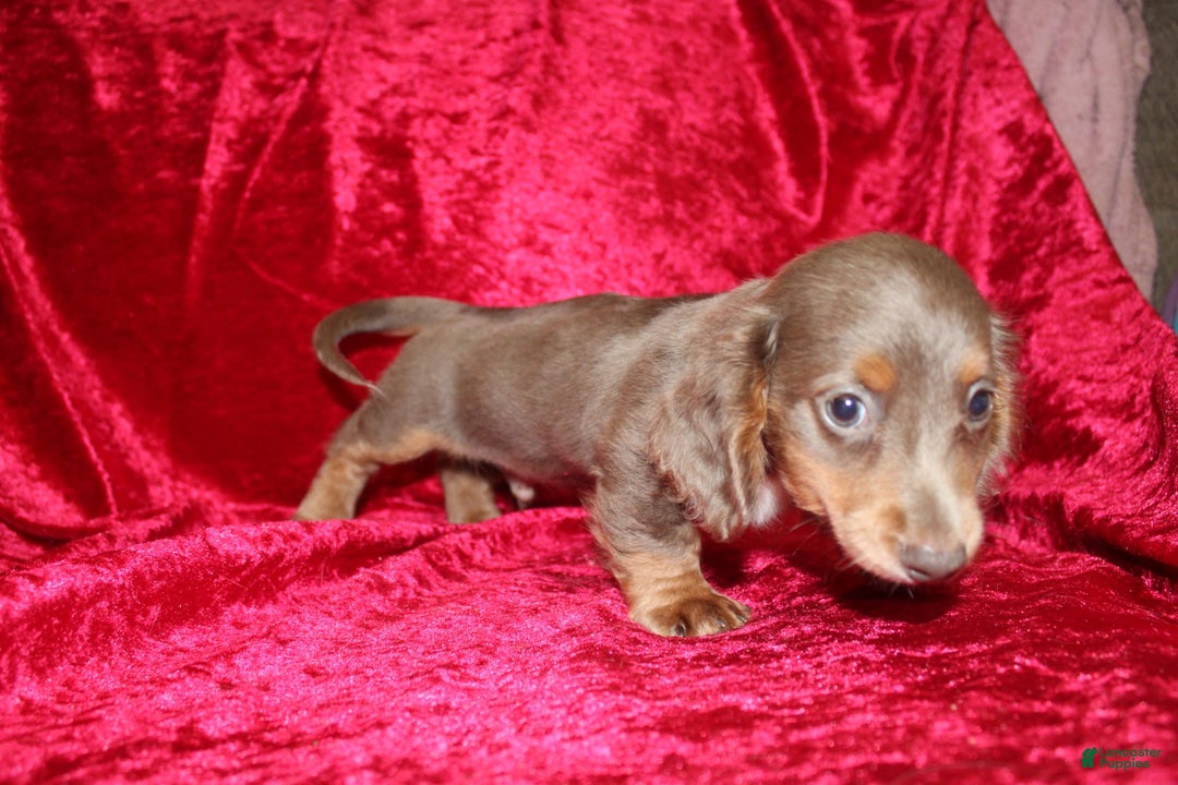 Miniature Dachshund dogs for sale: Bingo - Image 23