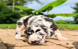Great Dane dogs for sale: Nino - Image 1