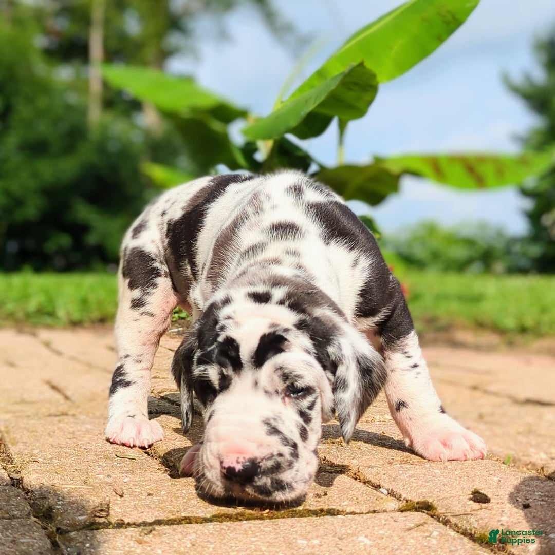 Great Dane dogs for sale: Nino - Image 1