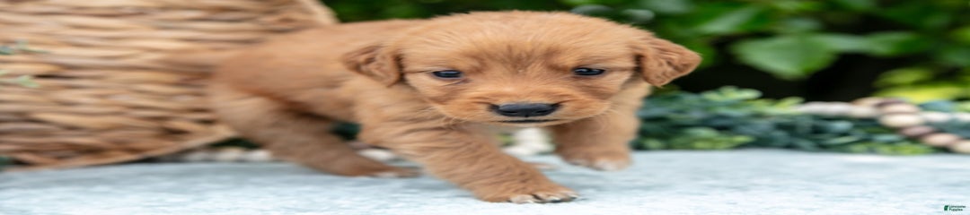 Dezi