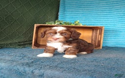 Havanese dogs for sale: Stormy - Image 1