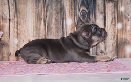 French Bulldog dogs for sale: Gemma - Image 5