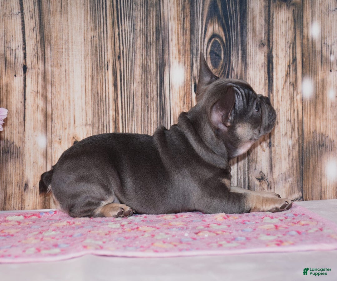 French Bulldog dogs for sale: Gemma - Image 5