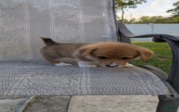 Welsh Corgi Pembroke dogs for sale: Redwhitefemale - Image 7