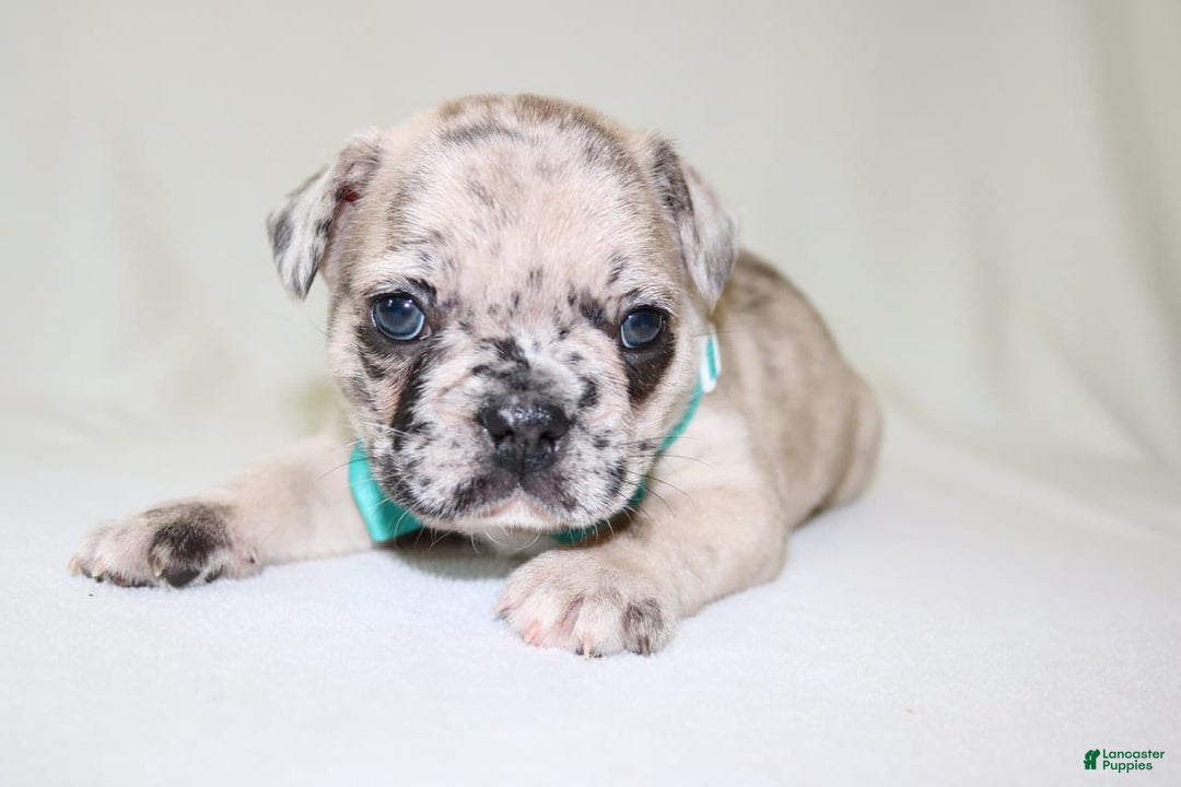 French Bulldog dogs for sale: Loki Akc - Image 13