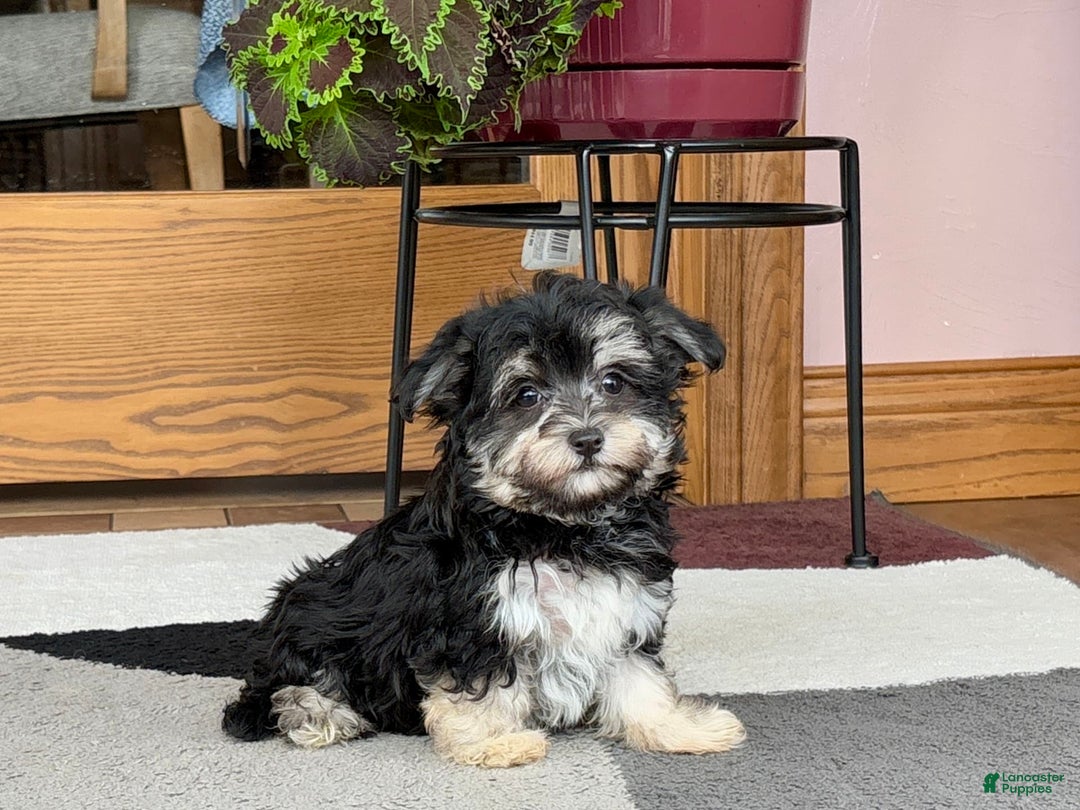 Maltese dogs for sale: Diana - Image 5