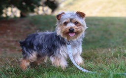Yorkshire Terrier dogs for sale: Moses - Image 10