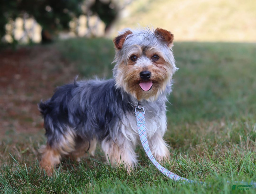 Yorkshire Terrier dogs for sale: Moses - Image 10