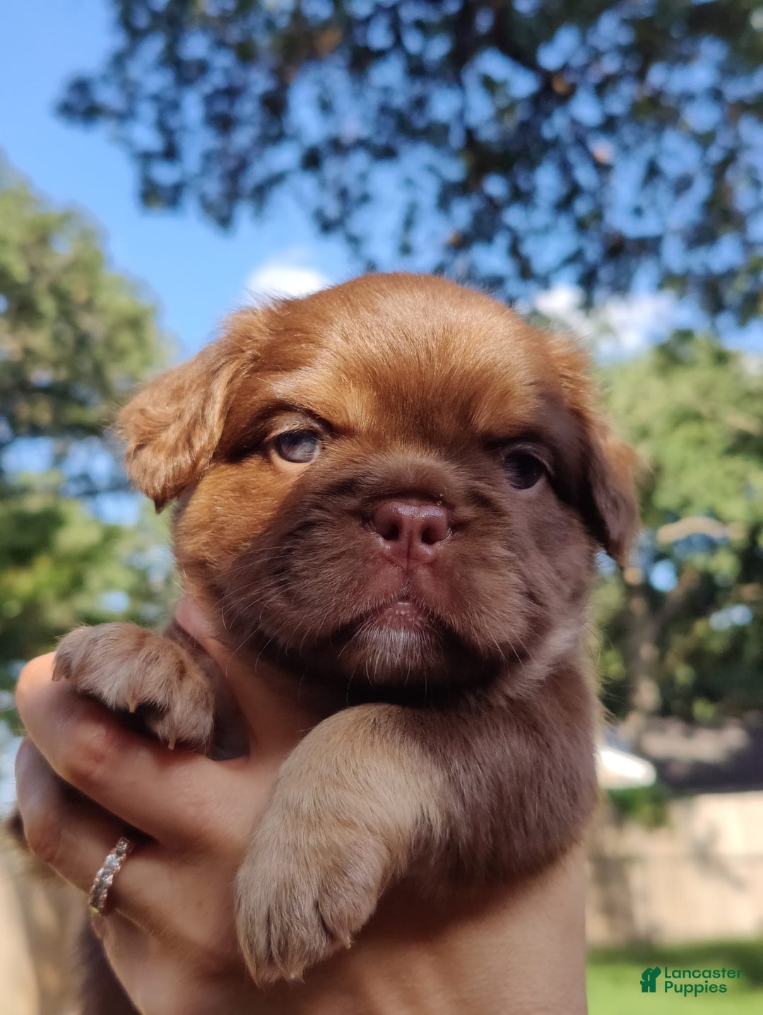 French Bulldog dogs for sale: Roja - Image 3