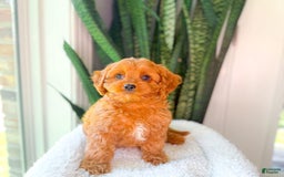Cavapoo dogs for sale: Ike - Image 7