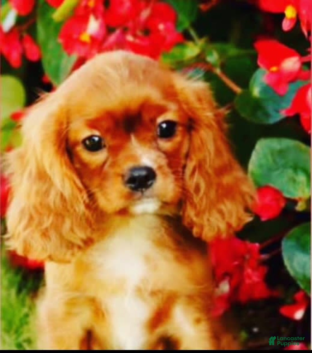 Cavalier King Charles Spaniel dogs for sale: Mr. Wiggles - Image 6