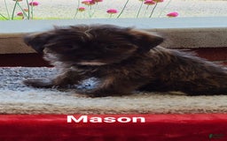 Shorkie dogs for sale: Mason - Image 2