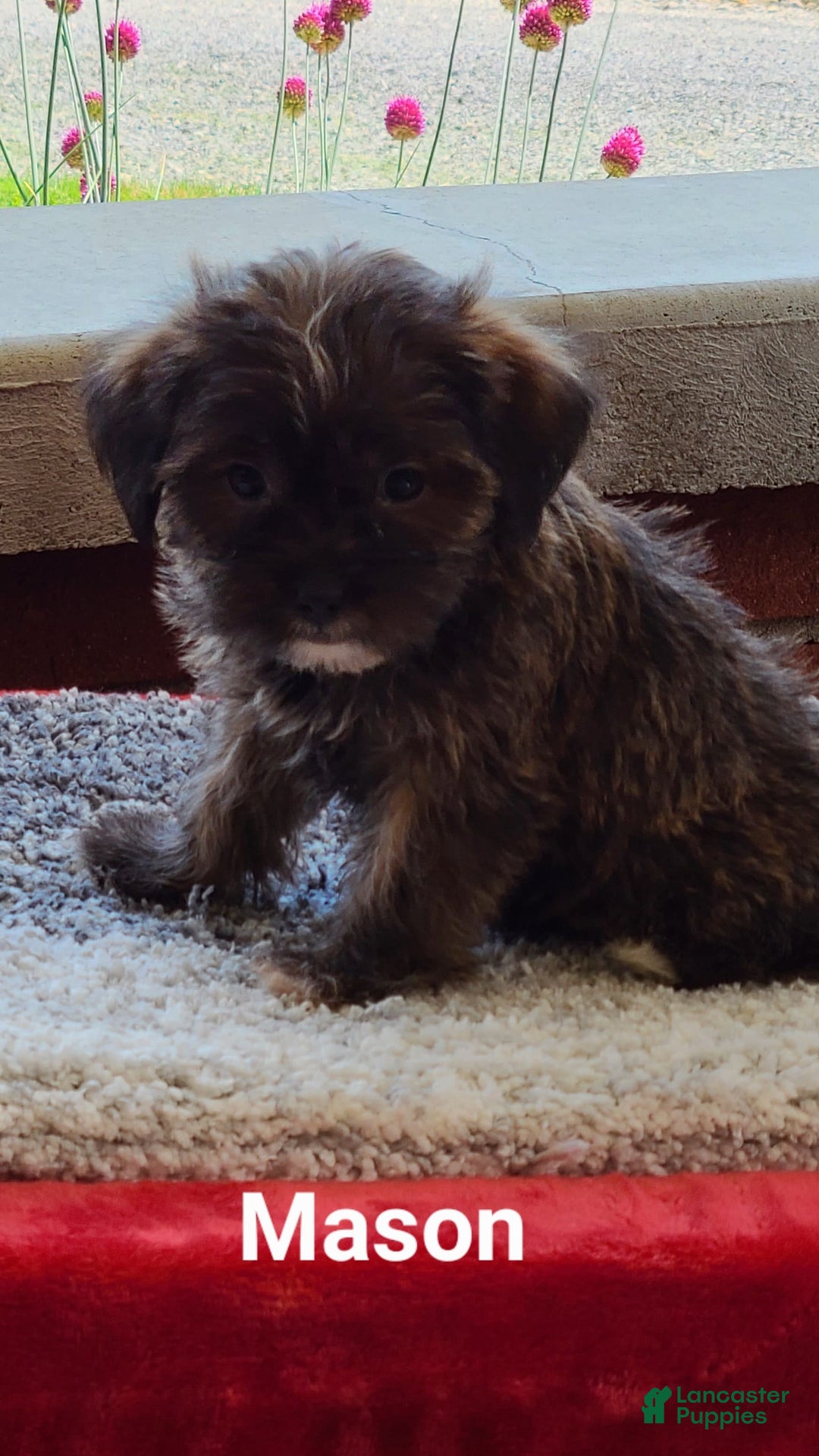 Shorkie dogs for sale: Mason - Image 2