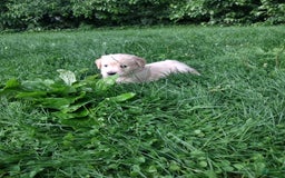 Golden Retriever dogs for sale: Prairie - Image 22