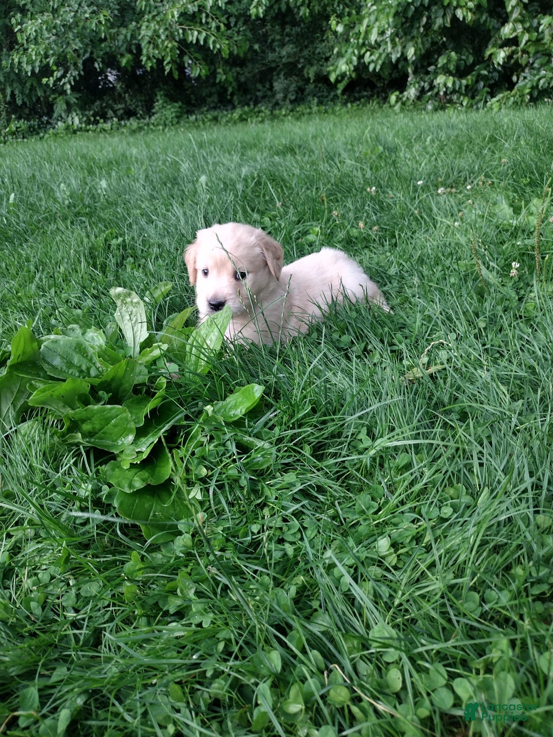 Golden Retriever dogs for sale: Prairie - Image 22