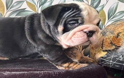 English Bulldog dogs for sale: Noah - Image 4