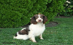 English Springer Spaniel dogs for sale: Wanda - Image 1