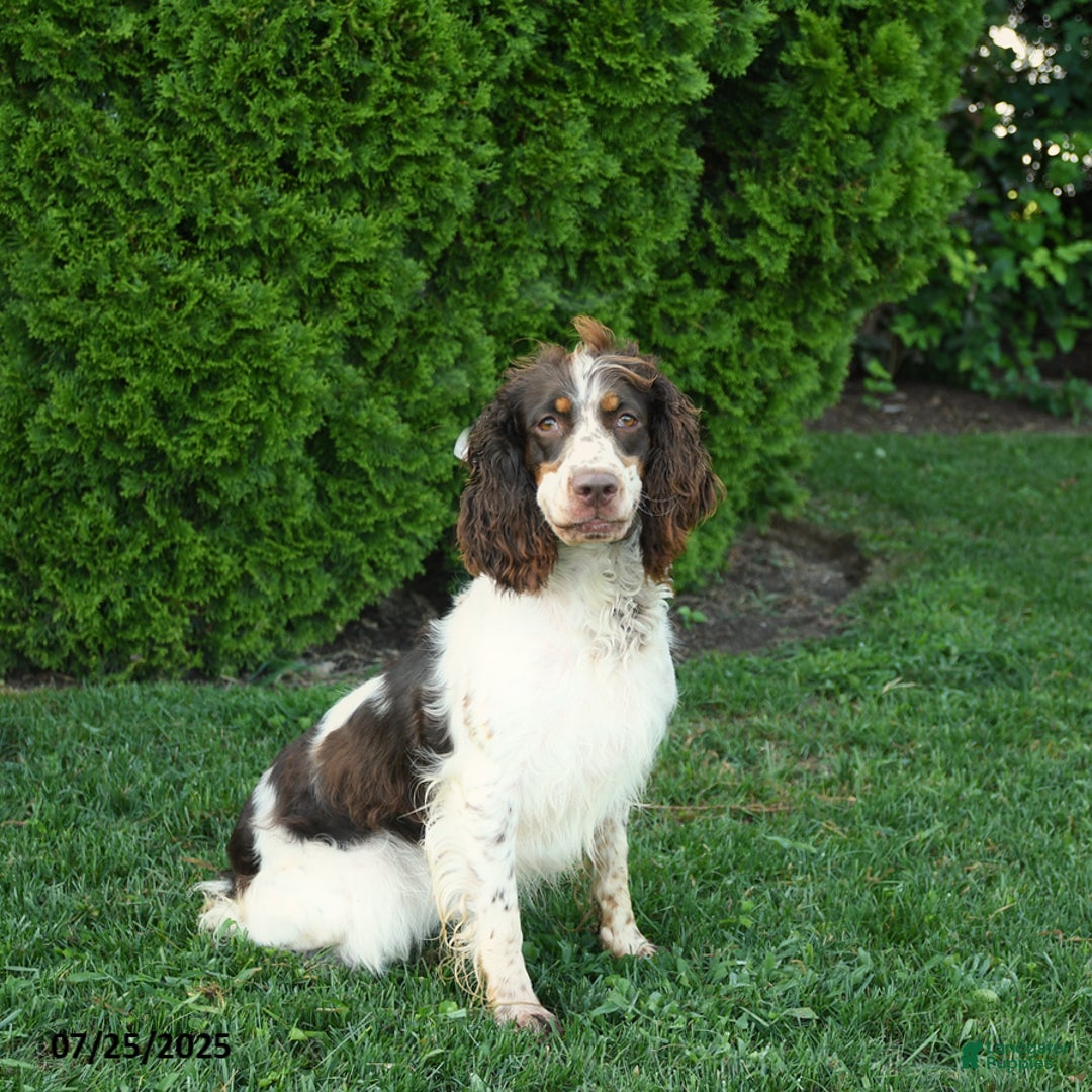 English Springer Spaniel dogs for sale: Wanda - Image 1