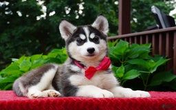 Siberian Husky dogs for sale: Gretta - Image 6