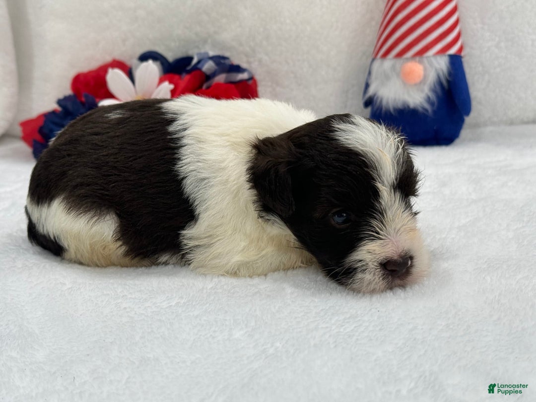Miniature Schnauzer dogs for sale: Fancy Male 2 Akc Liver Parti - Image 4