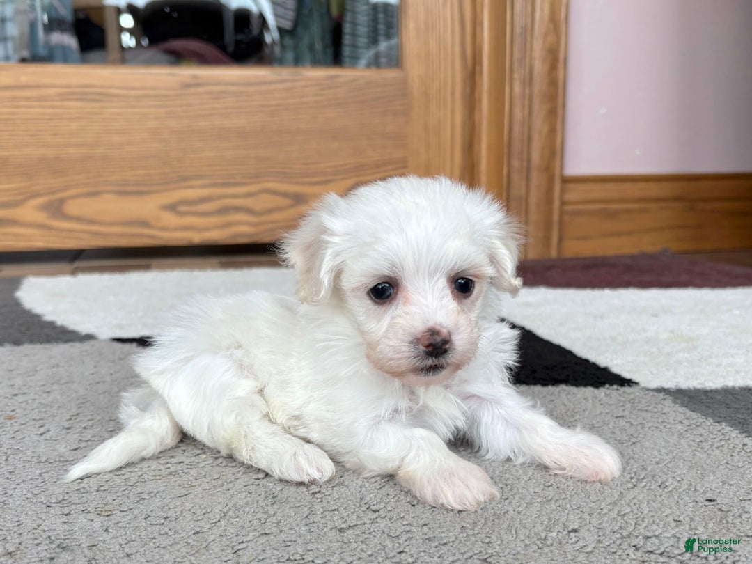 Coton De Tulear dogs for sale: TJ - Image 1