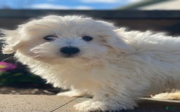 Coton De Tulear dogs for sale: Alex - Image 5