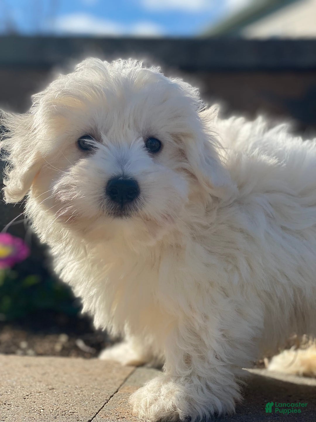Coton De Tulear dogs for sale: Alex - Image 5