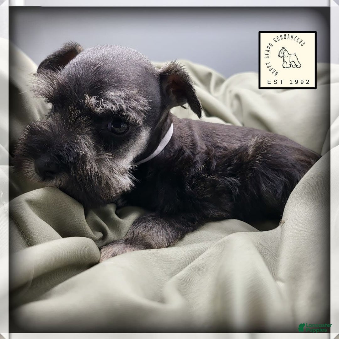 Miniature Schnauzer dogs for sale: Quill - Image 9