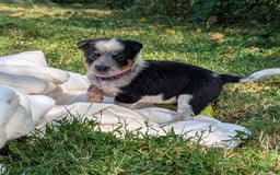Australian Cattle Dog dogs for sale: Candy - Image 2