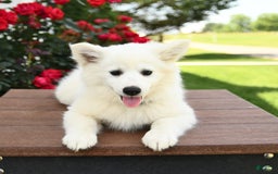 American Eskimo dogs for sale: Magnolia - Image 4