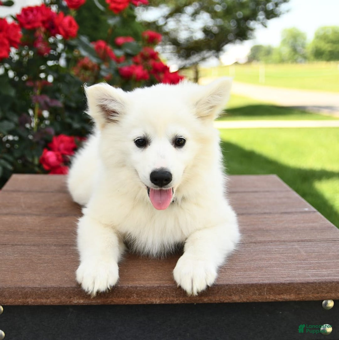 American Eskimo dogs for sale: Magnolia - Image 4