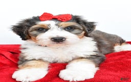 Mini Bernedoodle dogs for sale: Mini Bernedoodle 5 puppies - Image 5