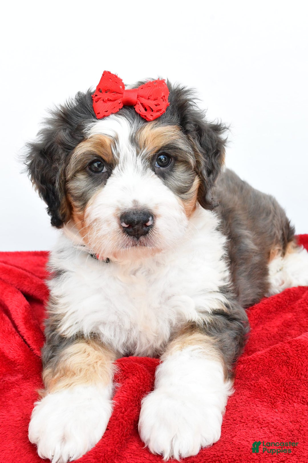 Mini Bernedoodle dogs for sale: Mini Bernedoodle 5 puppies - Image 5