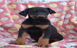 Doberman Pinscher dogs for sale: Bear - Image 2