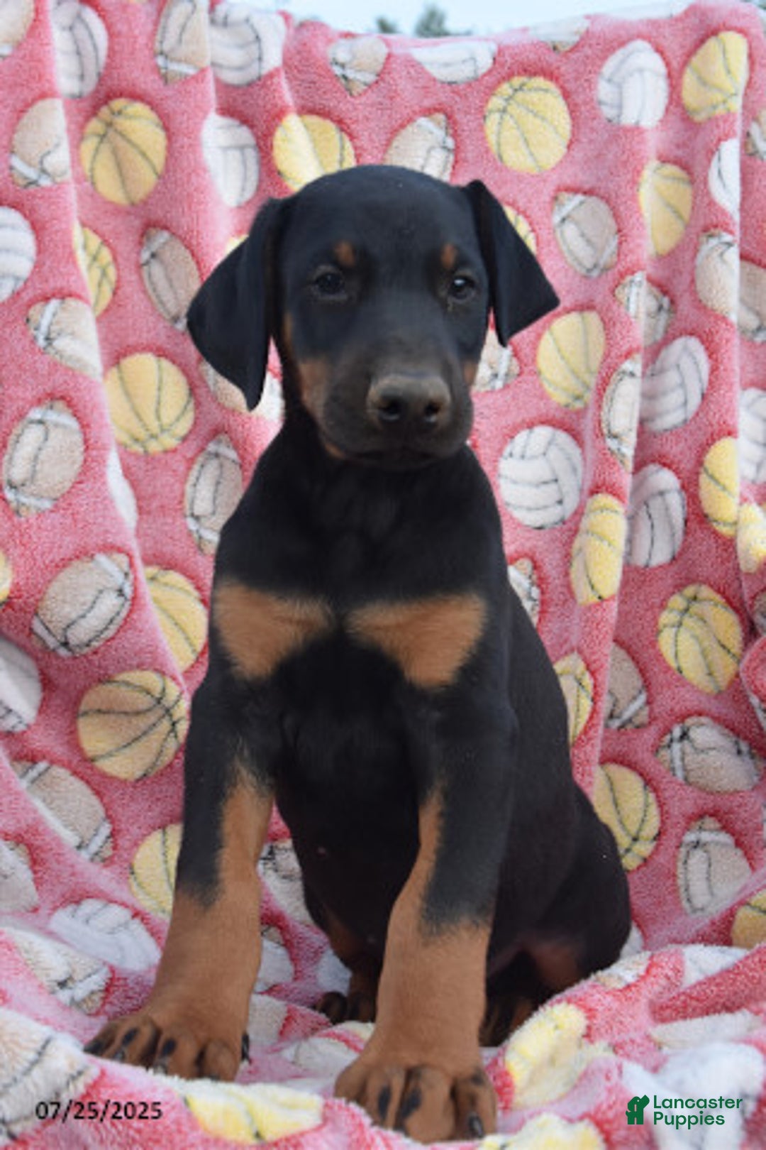 Doberman Pinscher dogs for sale: Bear - Image 2