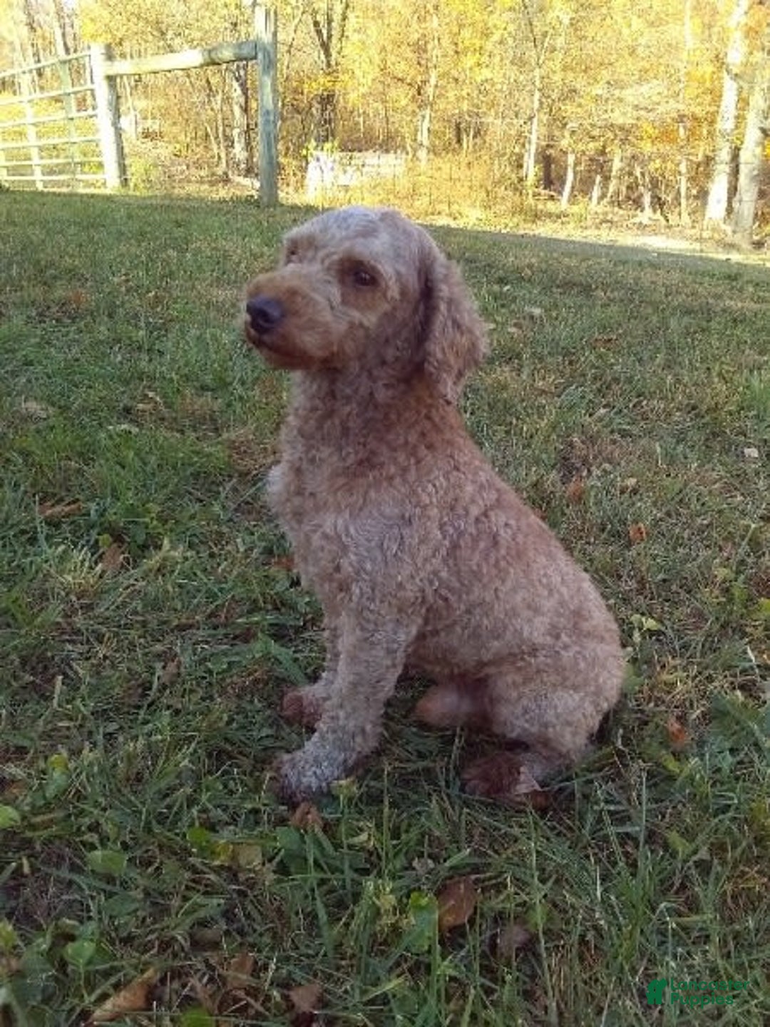 Cavapoo dogs for sale: Pluto - Image 10