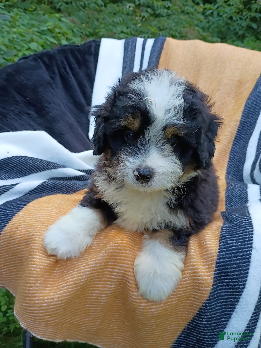 Mini Bernedoodle dogs for sale: Pepsi - Image 4